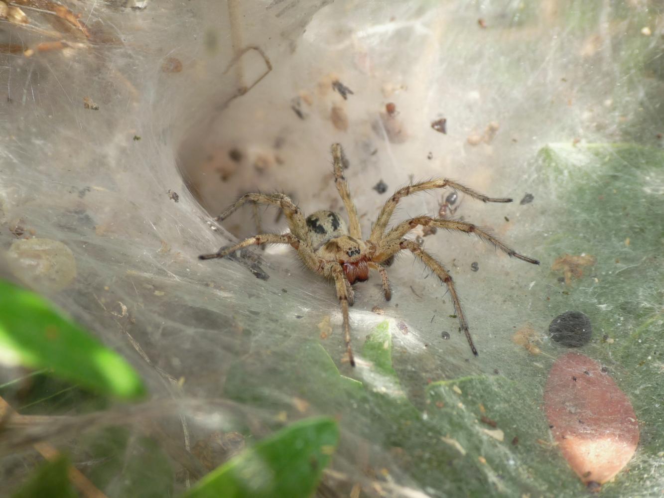 Agelena labyrinthica, accoppiamento - S.Teresa Gallura (OT)